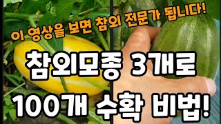 참외모종" 3개 심어서 100개! 수확하는 두가지 비법!(순치는방법) #참외많이열리게하는방법 #참외크게하는방…