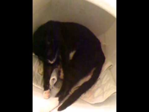 video_2012-03-25_mostafa cat is resting after delivery