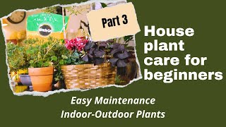 How to take care of indoor plants | House plants 101 for beginners PART 3: Indoor-outdoor plants