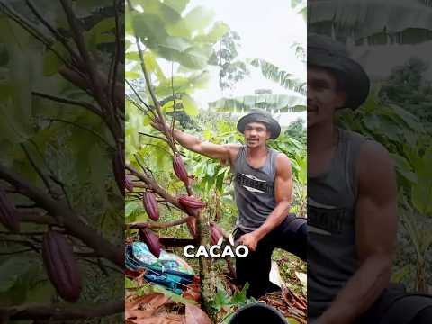 Cutting Down Cacao Trees Explanation