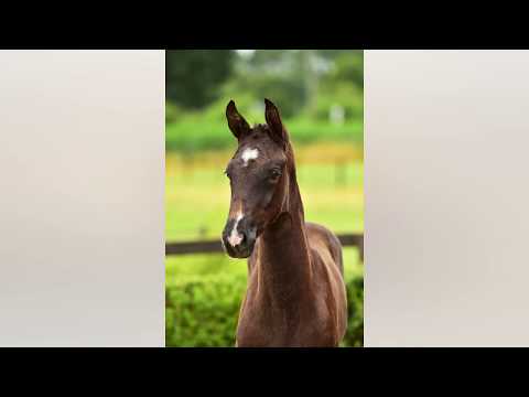 Ozzy (Blue Hors Kingston x Negro)