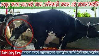 Friesian Cow giving birth: watch a calf be born to