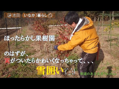 園芸 冬の果樹園では何をするのですか?