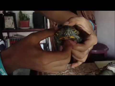 Tomy Lexus - Vida De Bohemio (Videoclip Oficial)