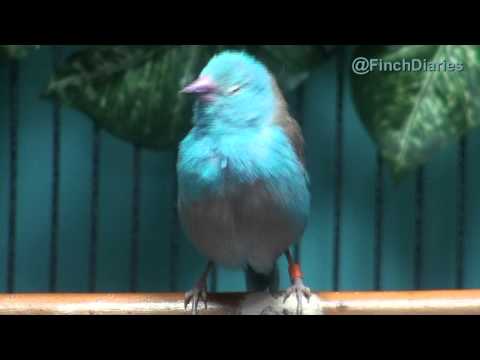 Finch Diaries - Blue Capped Cordon Bleu Waxbill Finch - The Singing One, Feb 6, 2015