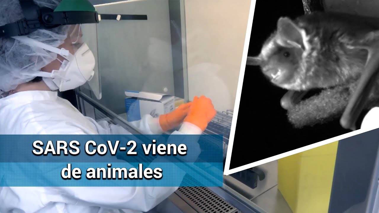 Coronavirus causante del Covid-19 tiene origen animal, asegura la OMS