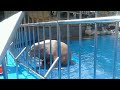 Sea Lion Clapping