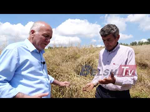 BELSH TV- Breshëri shkatërron të mbjellat në pak minuta...