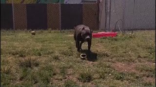 Dogs&#39; failed adoption story goes viral, leads to finding forever home