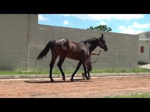Lote GANADEIRA (BRZ)