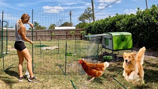 Building a Chicken House in my Backyard! VLOG (Plus Cobia Spearfishing)