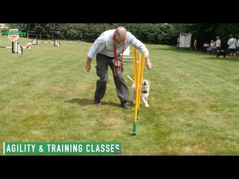 Specialist Dog Training  video.