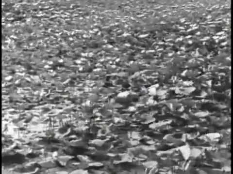 Thumbnail for video: Pather Panchali  the rain scene Thumbnail for video: Pather Panchali  the rain scene