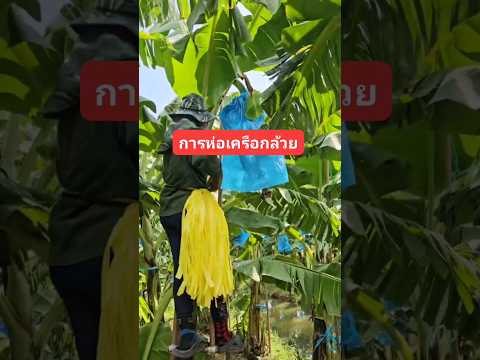 #วิธีห่อเครือกล้วย #สวนกล้วยหอมทอง #กล้วยหอมทอง #กล้วยหอมทองปทุม #ห่อเครือ #กล้วยหอม #banana