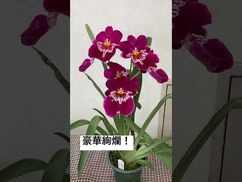 ミルトニア蘭 植物
