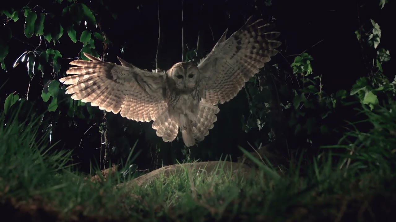 BBC Earth - Superb Owl - FAST Channel Spot