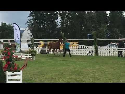 Ariyana MA, Gold-Champion & Best of Show 2017