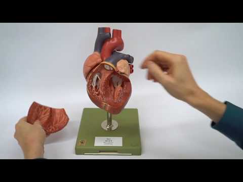 Bibliothek Medizin - QS 26 09 - Herz