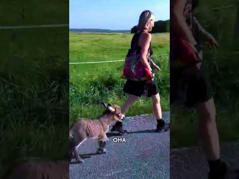 Ослик продолжал следовать за этой женщиной… Но причина удивит каждого ❤️