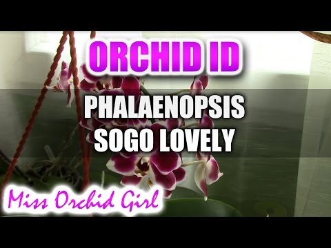 , title : 'Phalaenopsis Sogo Lovely Orchid'