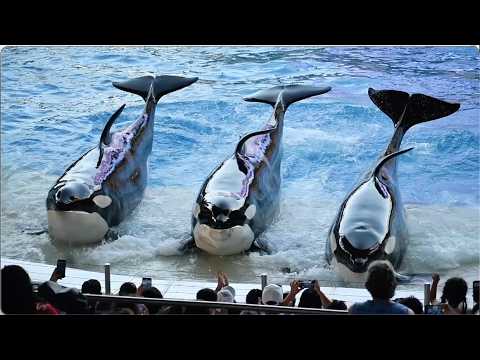 Orca Encounter (Full Show) - SeaWorld Orlando - September 13, 2025