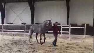 Video koně Kandinsky