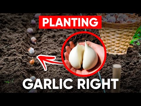, title : 'All Tips for Planting Garlic Before Winter! (SUPER WAY OF PLANTING GARLIC)