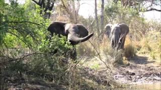 preview picture of video 'Elephant Encounter while Fishing the Shores of the Zambezi River'