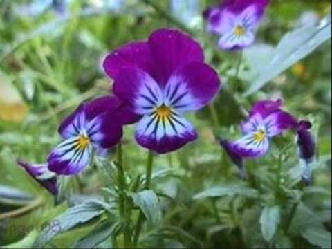 belo e ornela agenda