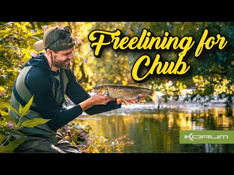Freelining For Chub