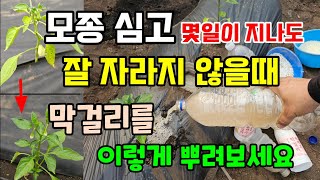 고추.가지.토마토.오이 심고 잘 자라지 않을때 막걸리를 이렇게 뿌려주면 푹풍성장 대박납니다 #막걸리액비 #쌀…