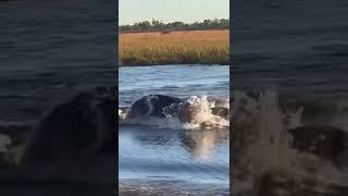 scarface lion chased in water by hippo 🇰🇪