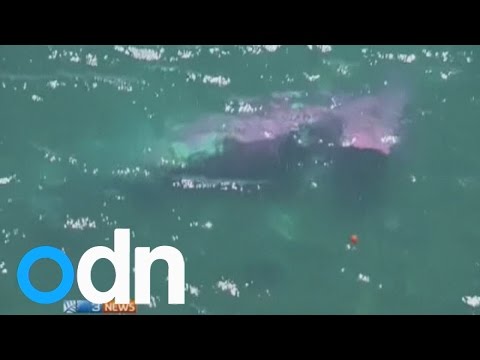 New Zealand skydivers jump from aircraft moments before crash