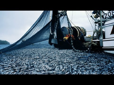 Big Catch Fishing in The Deep Sea With Boat Big Modern
