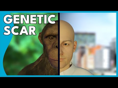 The Genetic Scar That Shows Where We Came From