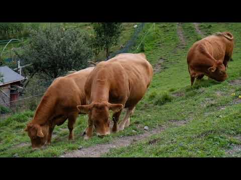 CARNIA AMPEZZO E SAURIS