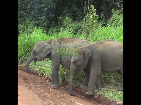 Two baby elephants sprinkle dust on their bodies | Elephant | Baby elephant | Animals #wildlife