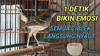 Download lagu ciblek semi gacor, CIBLEK TARUNG Paling ampuh untuk memancing ciblek agar ikut bunyi mp3 Download lagu ciblek semi gacor, CIBLEK TARUNG Paling ampuh untuk memancing ciblek agar ikut bunyi mp3