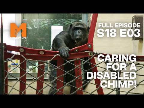 Chimp Chocolate's Emotional Story | Monkey Life Season 18 EP 3 | Monkey Life