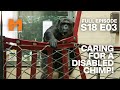 Chimp Chocolate S Emotional Story Monkey Life Season 18 EP 3 Monkey Life