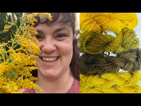 How to Naturally Dye with Goldenrod: Multiple Colours from One Pot ​⁠@WildcraftDyeing