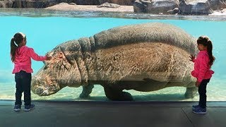 Hippos Celebrate Our 130th Birthday