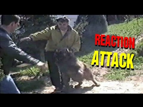 Sarplaninac Protects Owner From Stranger Attack #shorts