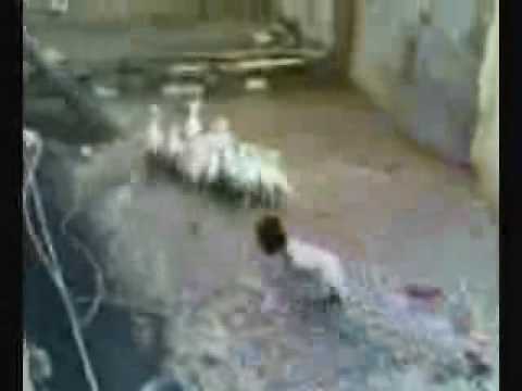 動物也怕鬼(原發表者:iouniky6888)(影片)