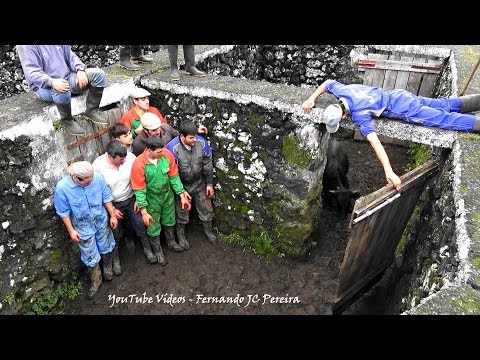 Bezerros de Aço - Colocar Brincos, Vitaminar e Vacinar - Ganadaria JAF