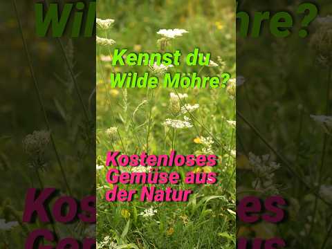 Kostenloses Gemüse - Wilde Möhre🥕 #wildkräuter #garten #pflanzen #kräuterkeller #shorts #möhren