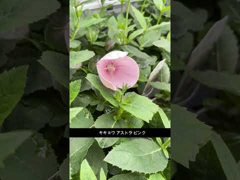 園芸 キキョウホウセンカ、キキョウインパチェンス