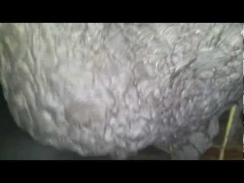 Hornet's nest with 2 meters wide in the Roof