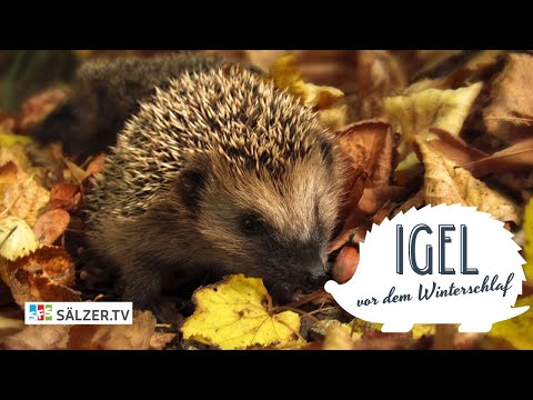 Igel vor dem Winterschlaf