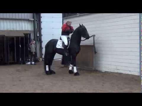 Stal Okkema's Hertog